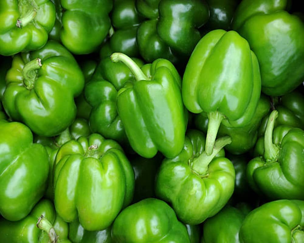 Capsicum