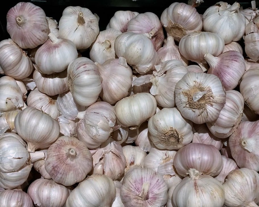Garlic