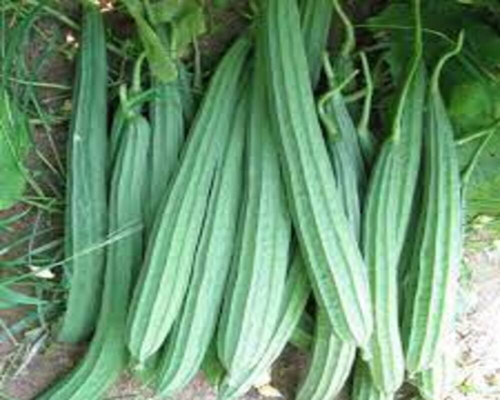 Ridge Gourd