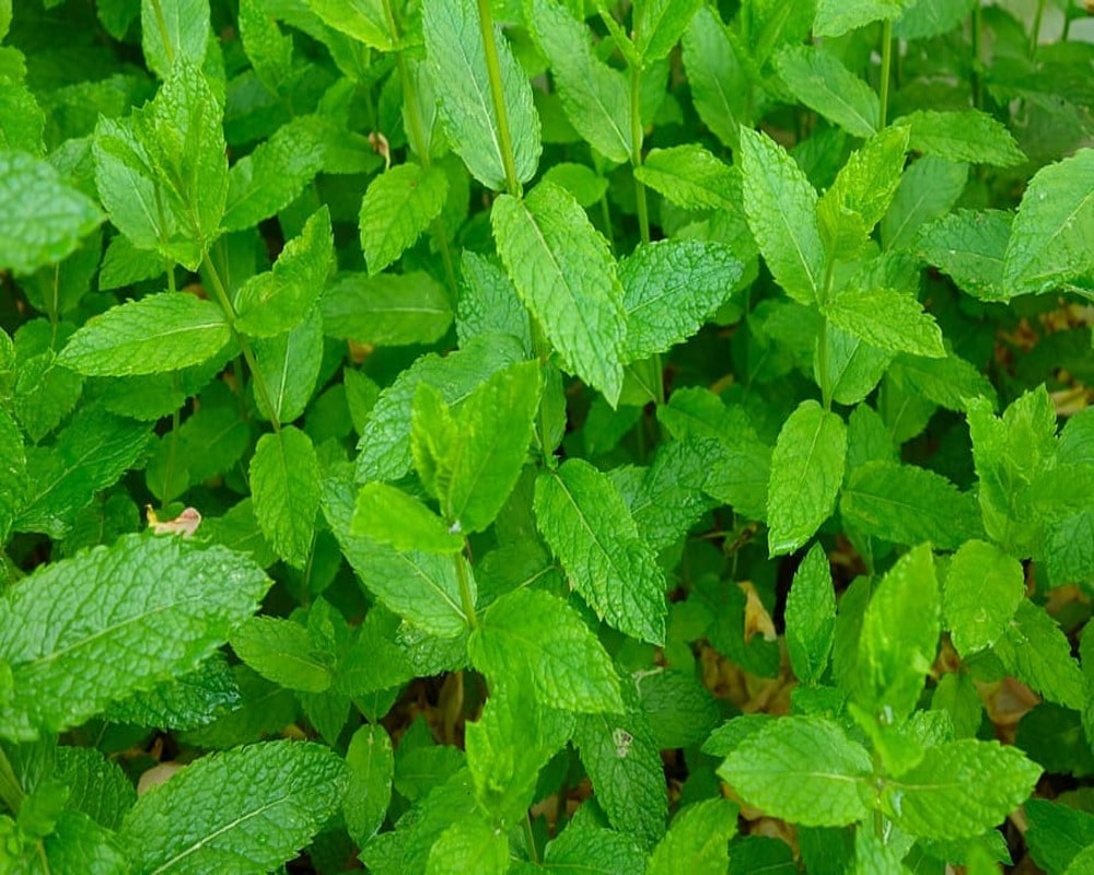 Mint Leaves