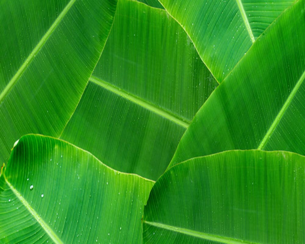 Banana Leaves